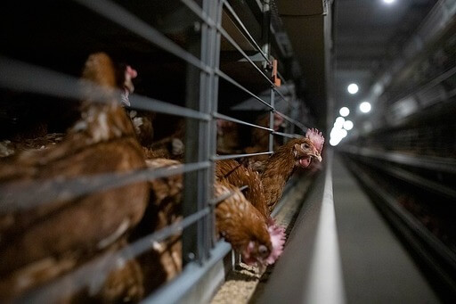Animal-Welfare-Chickens